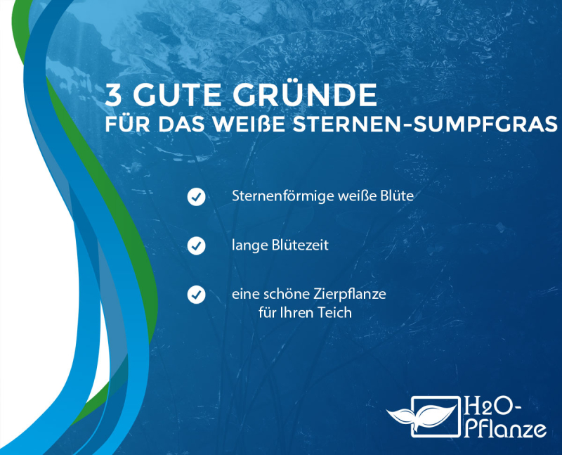 weißes Sternen-Sumpfgras - Rychnospora colorata